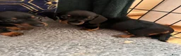 Jackshund dogs for sale: Stunning litter of jackshounds  in Cambridge - Advert 11