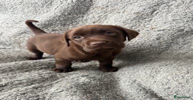 Labrador Retriever dogs - Advert 9