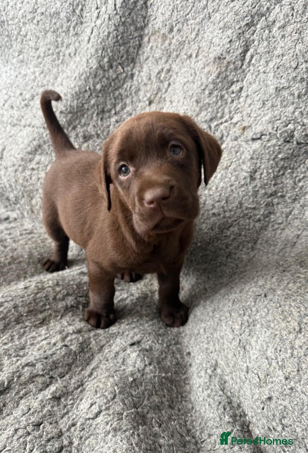 Labrador Retriever dogs for sale: Chunky Chocolate Girls Looking 4 Forever Families - Image 3
