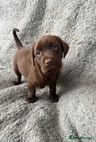 Labrador Retriever dogs - Advert 1