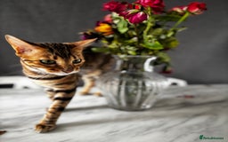 Bengal cats for sale: Nala the Bengal  - Image 4