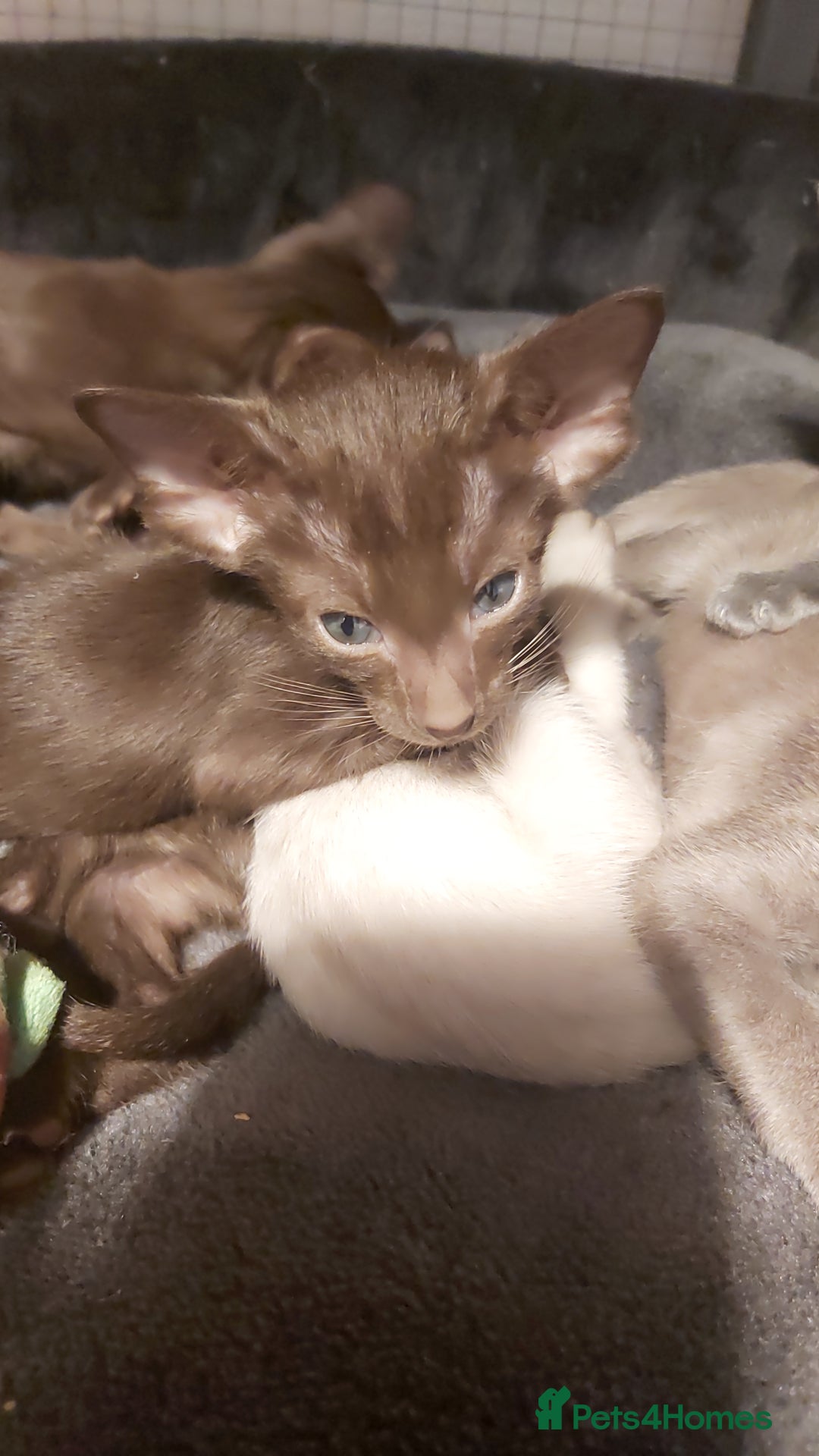 Oriental cats for sale: Full Pedigree Oriental 6 Kittens XL size ears GCCF - Advert 18