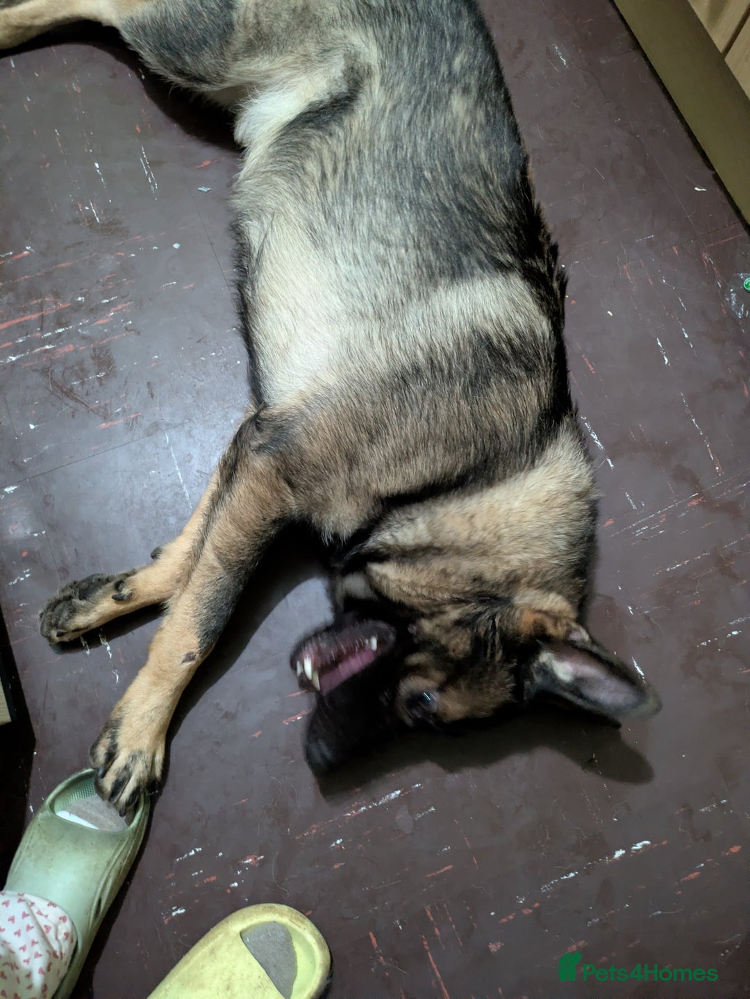 German Shepherd dogs for sale: Friendly, energetic German Shepherd dog 11 months - Advert 4