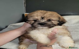 Lhasa Apso dogs for sale: Beautiful lhasa apso  - Image 10