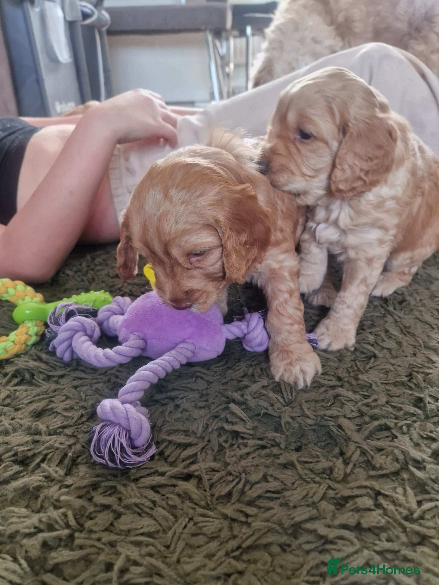 Cockapoo dogs for sale: Last beautiful boy left Gorgeous Golden Cockerpoo - Advert 27