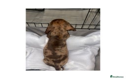 Dachshund dogs for sale: Dachshund puppies  - Image 9