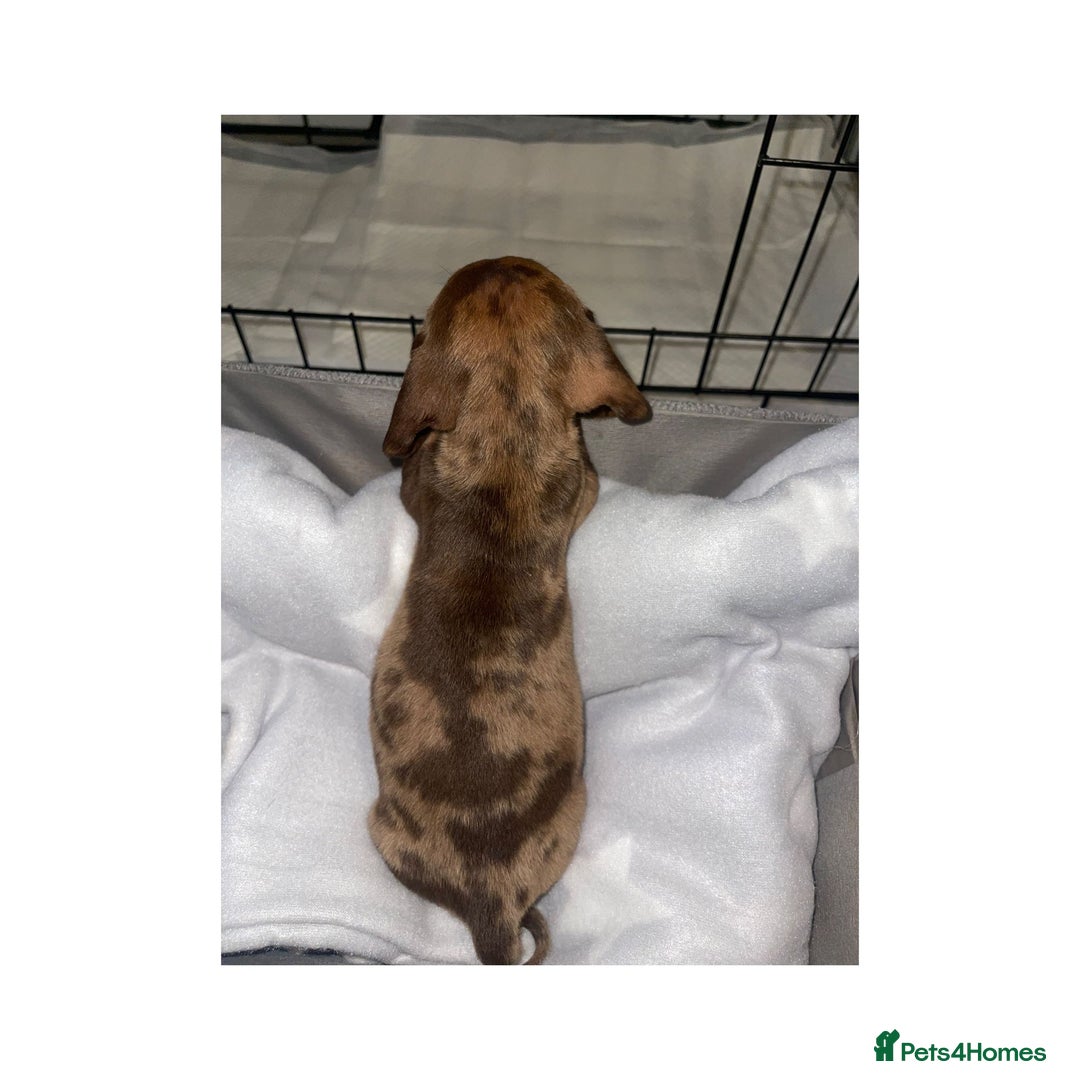 Dachshund dogs for sale: Dachshund puppies  - Image 9