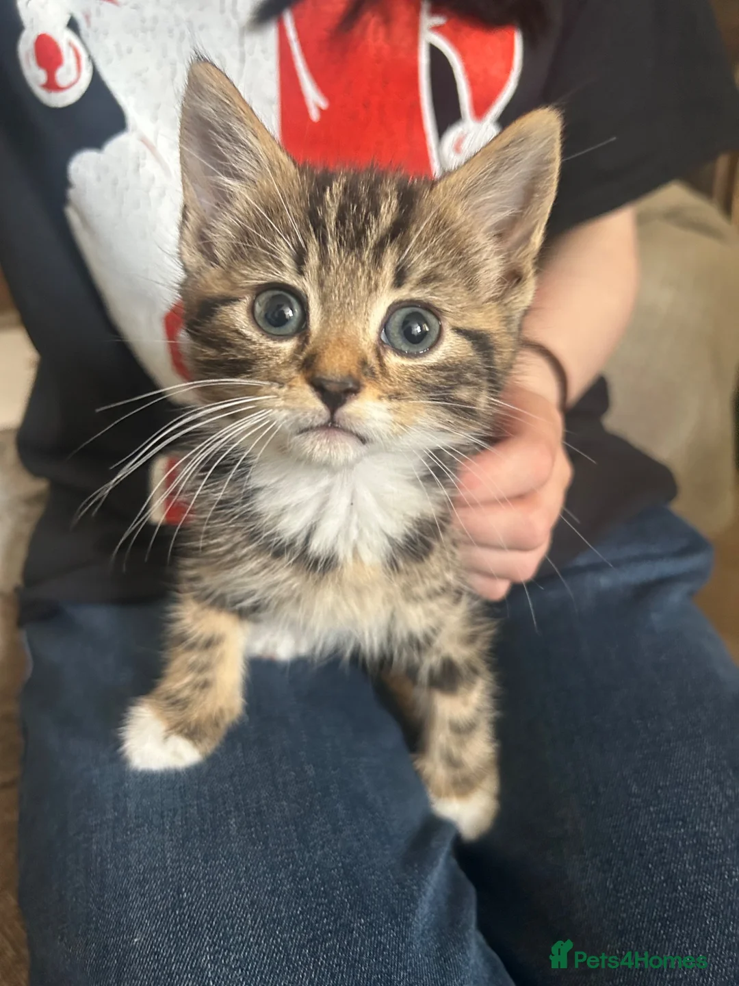 Mixed Breed cats for sale: 3 adorable tabby boys  - Advert 4
