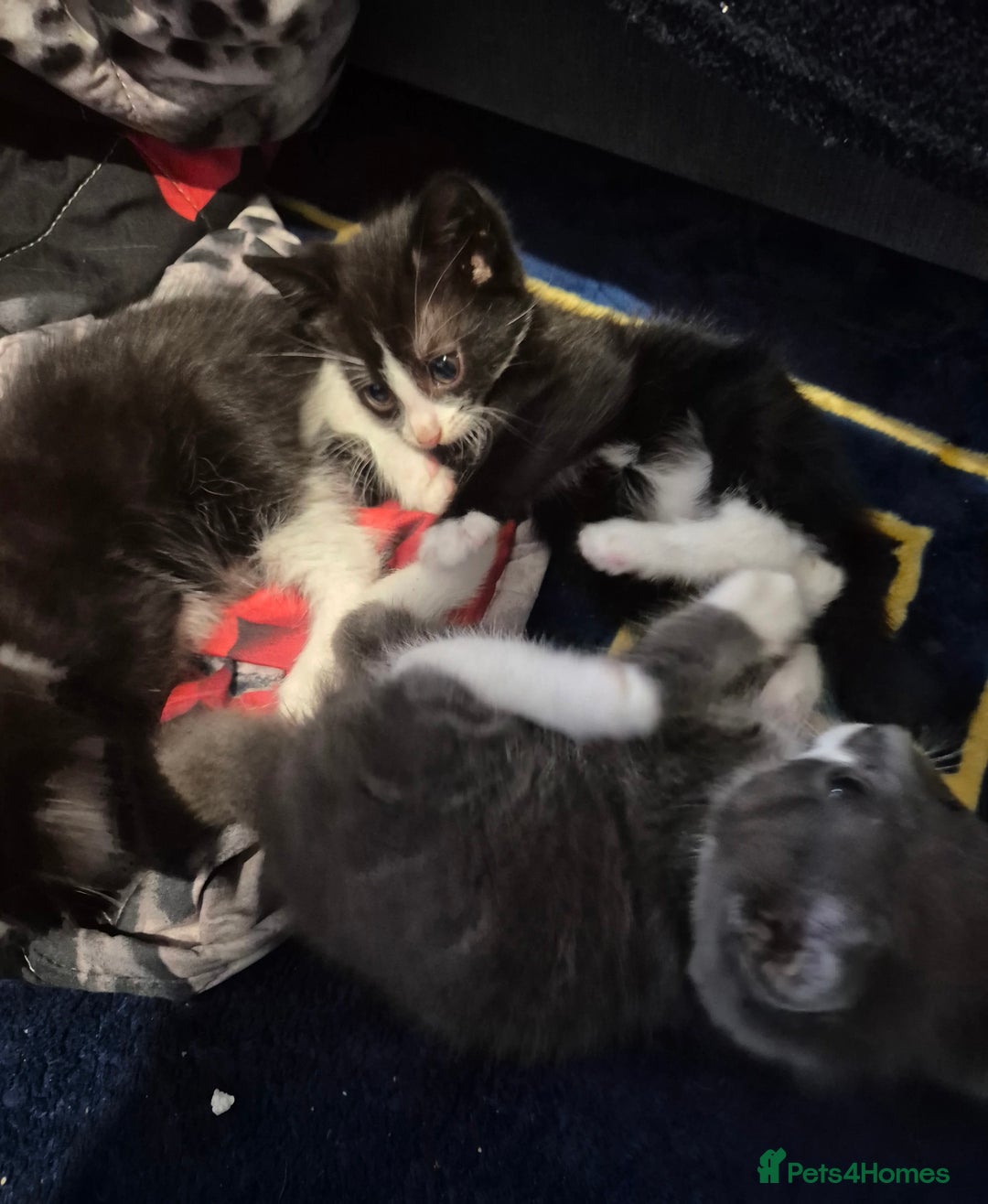 Mixed Breed cats for sale: 9 week old gorgeous kittens  - Advert 3