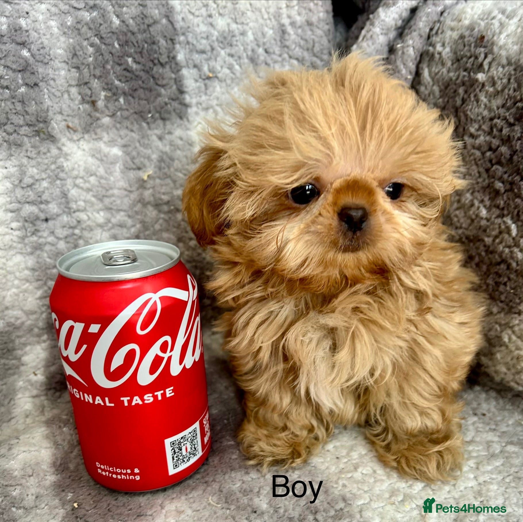 Shih Tzu dogs Tiny imperial Shih Tzu puppies  - Advert 1