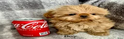 Shih Tzu dogs for sale: Tiny imperial Shih Tzu puppies  - Advert 1