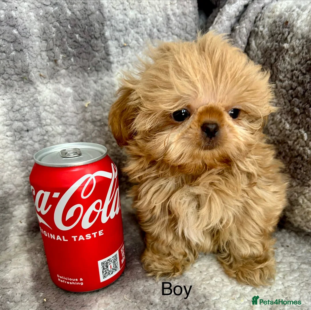 Shih Tzu dogs for sale: Tiny imperial Shih Tzu puppies  - Advert 1