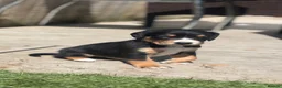 Mixed Breed dogs for sale: Cocker X Collie Puppies - Advert 1