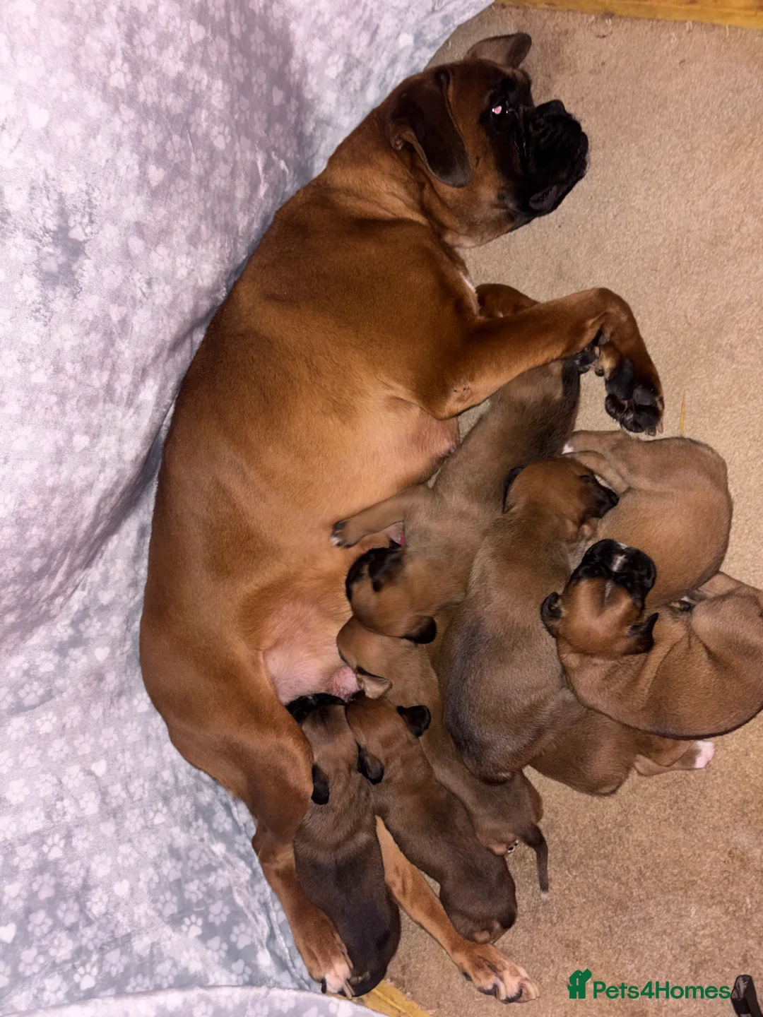 Boxer dogs for sale: 8 beautiful Boxer puppies - Advert 11