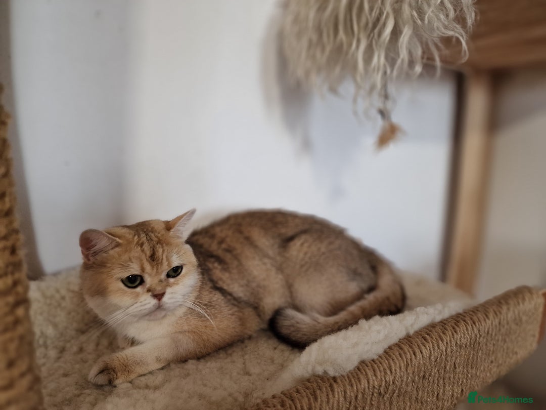 British Shorthair cats for sale: PEDIGREE BRITISH SHORT HAIR READY NOW !!! - Image 15
