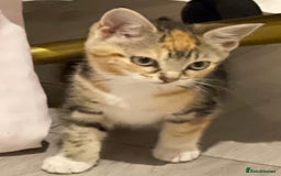 British Longhair cats for sale: 2 ADORABLE FLUFFY BRITISH LONGHAIR KITTENS LEFT!!! - Image 24