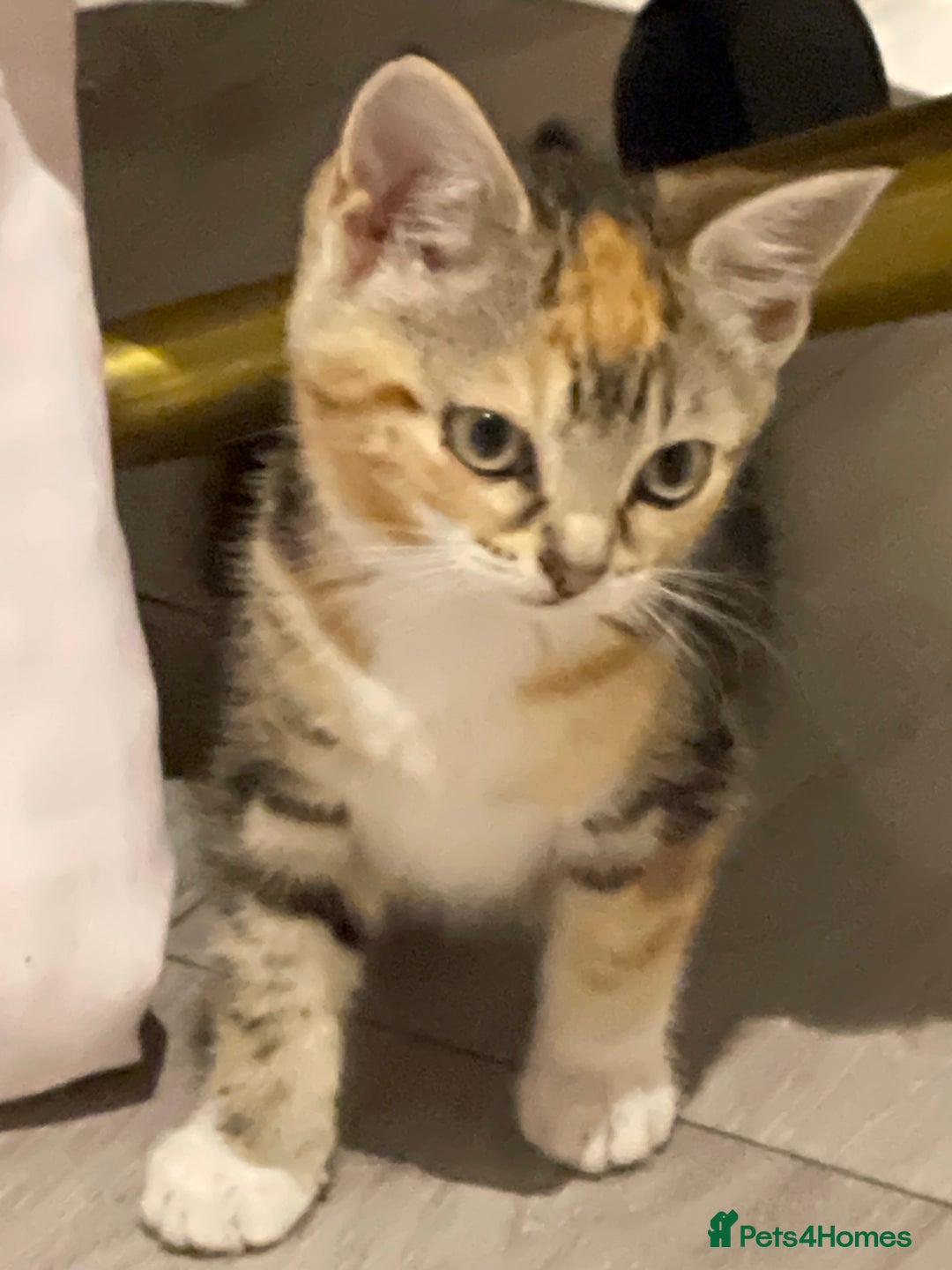 British Longhair cats for sale: 2 ADORABLE FLUFFY BRITISH LONGHAIR KITTENS LEFT!!! - Image 24