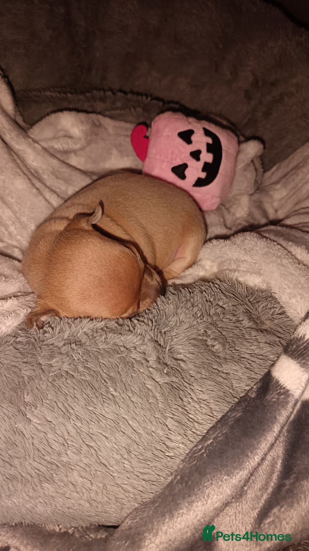 Chihuahua dogs for sale: Chihuahua boy 💙 - Advert 5