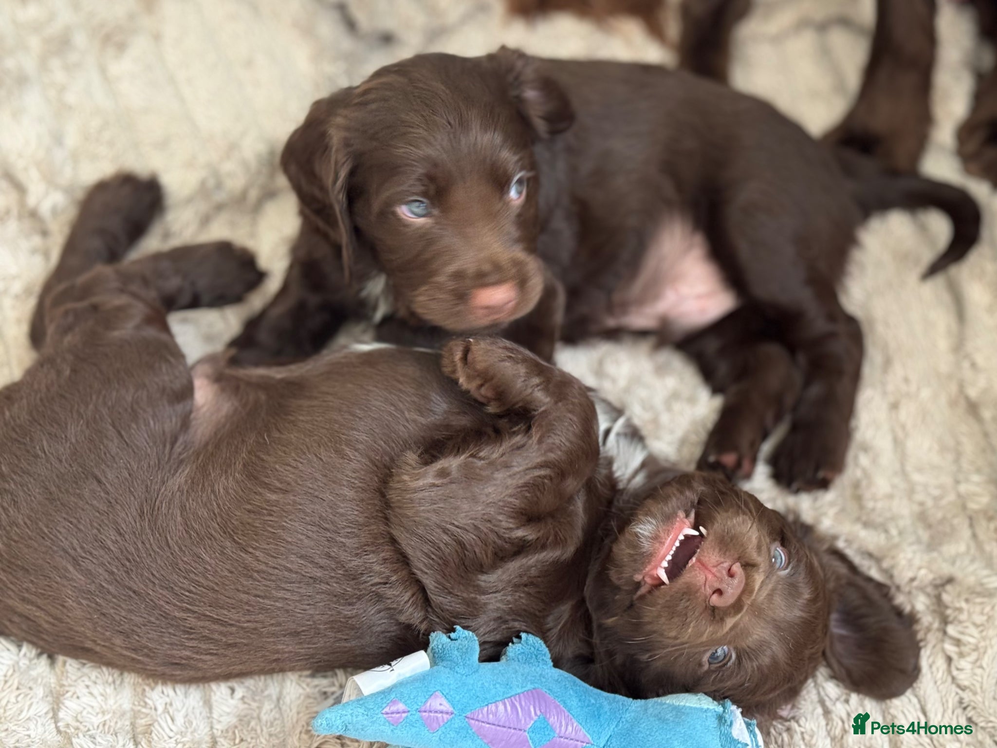 Sprocker dogs 2 Sprocker spaniel pups available for sale - Advert 3