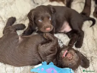 Sprocker dogs 2 Sprocker spaniel pups available for sale - Advert 3