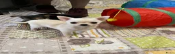Chihuahua dogs for sale: Full Chihuahuas Fabulous  - Advert 15