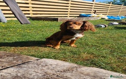 Mixed Breed dogs for sale: Loving springer x cocker 2 years old - Image 2