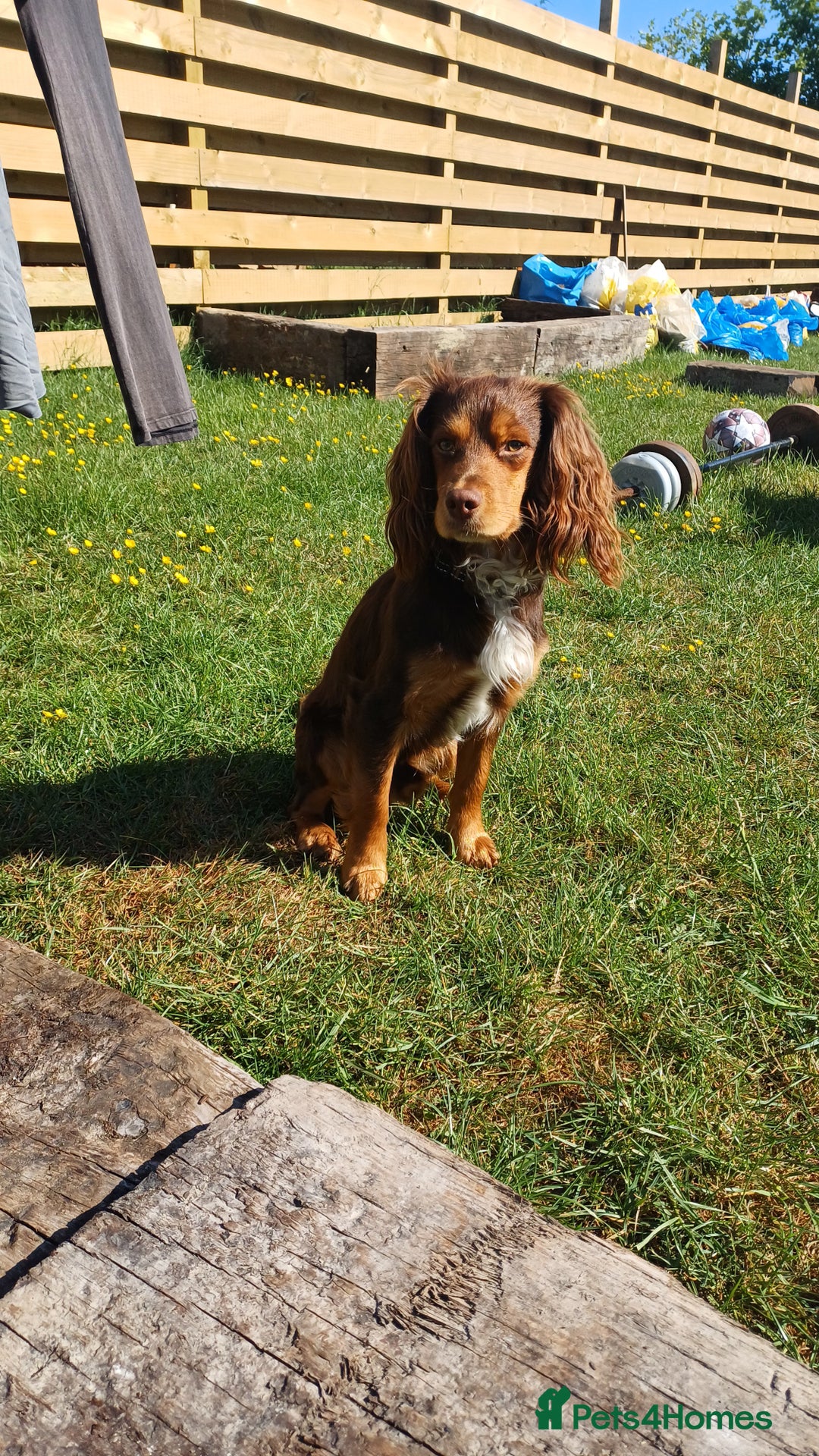 Mixed Breed dogs for sale: Loving springer x cocker 2 years old - Image 2