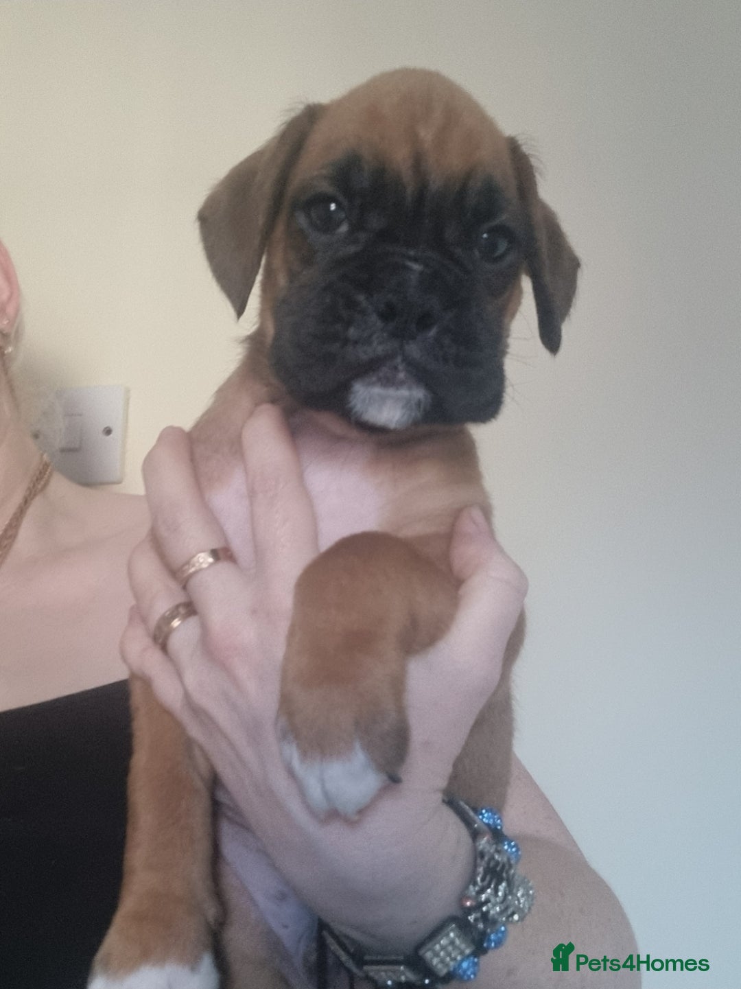 Boxer dogs for sale:   Outstanding  KC Boxer puppies - Advert 13