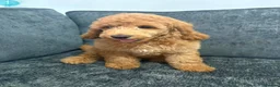 Mixed Breed dogs for sale: Poodle pups in Middlesbrough - Advert 5