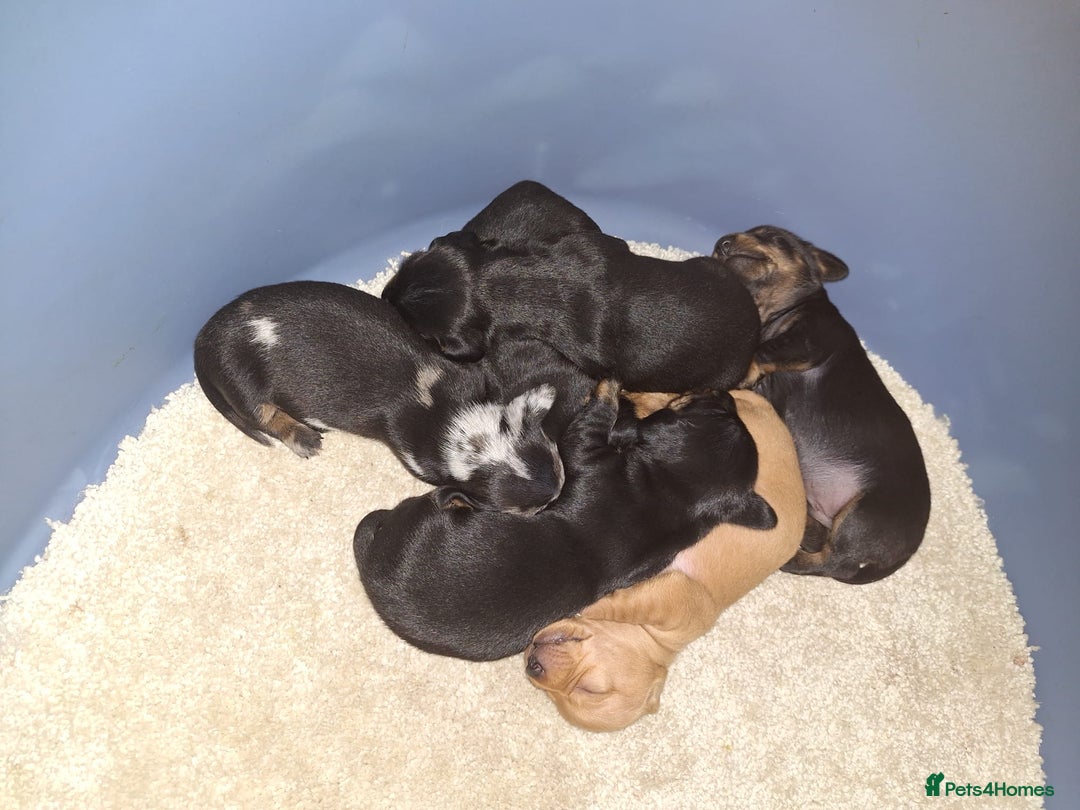 Dachshund dogs for sale: BEAUTIFUL MINI DACSHUNDS - Image 9