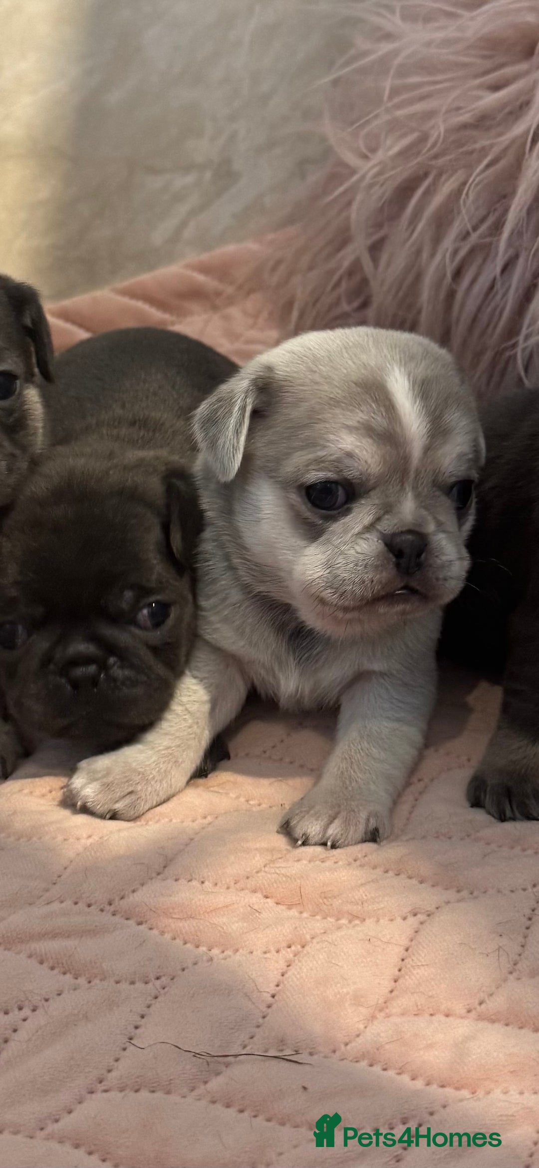 Pug dogs for sale: Only 2 left! Rare coloured pug puppies available  - Advert 2