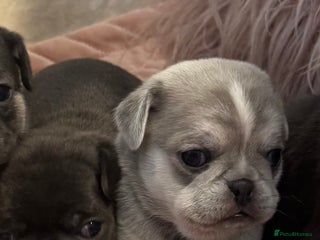 Pug dogs Rare coloured pug puppies available - Advert 1