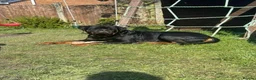 Rottweiler dogs for stud: Stunning KC reg boy now at public stud - Advert 7