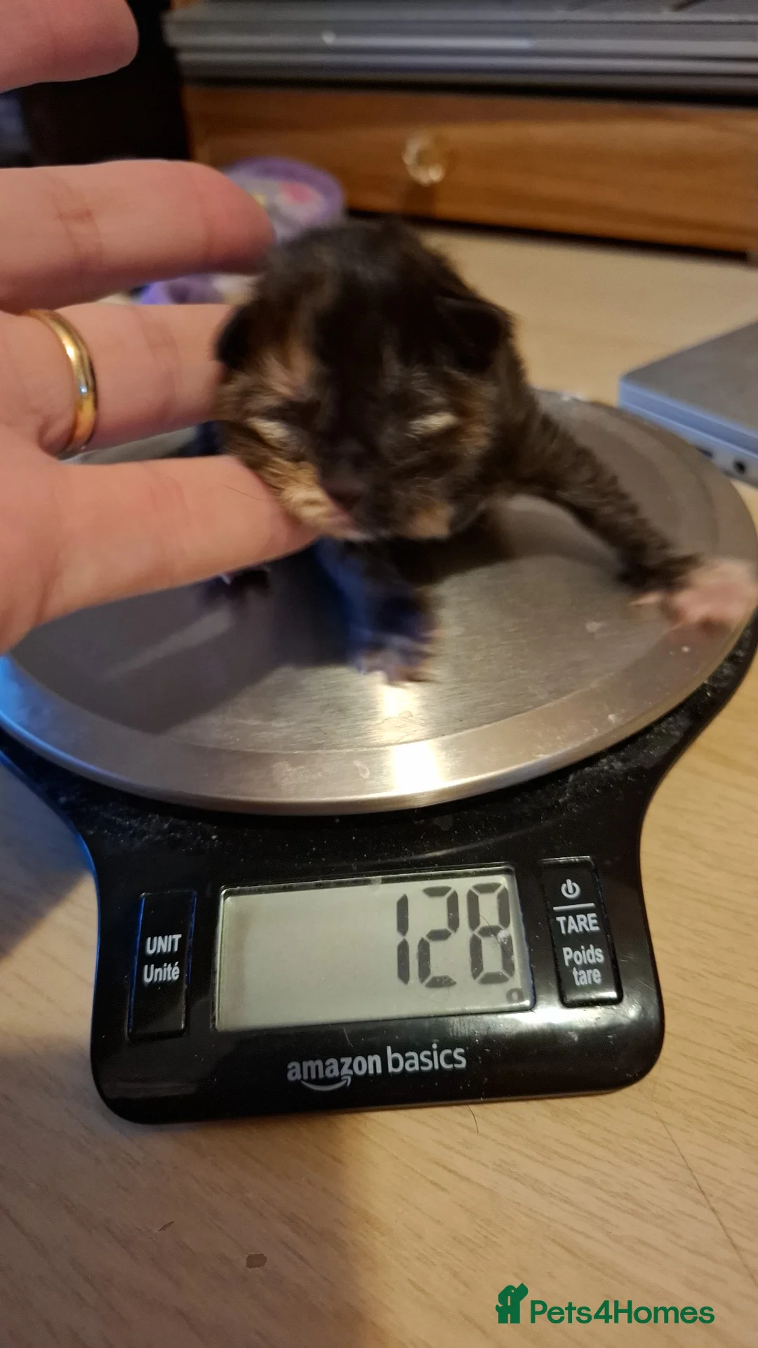 Mixed Breed cats for sale: Kittens  - Advert 8