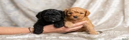 Toy Poodle dogs for sale: KC Reg Tiny Toy Poodle Puppies - Advert 1