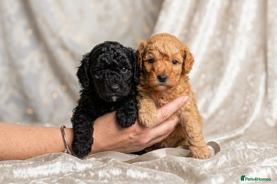 Toy Poodle dogs for sale: KC Reg Tiny Toy Poodle Puppies - Advert 1