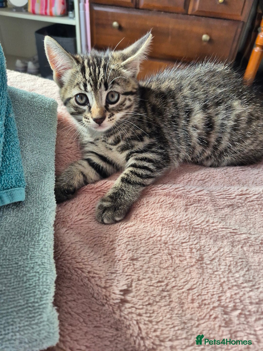 Mixed Breed cats for sale: Kittens for sale - Image 4