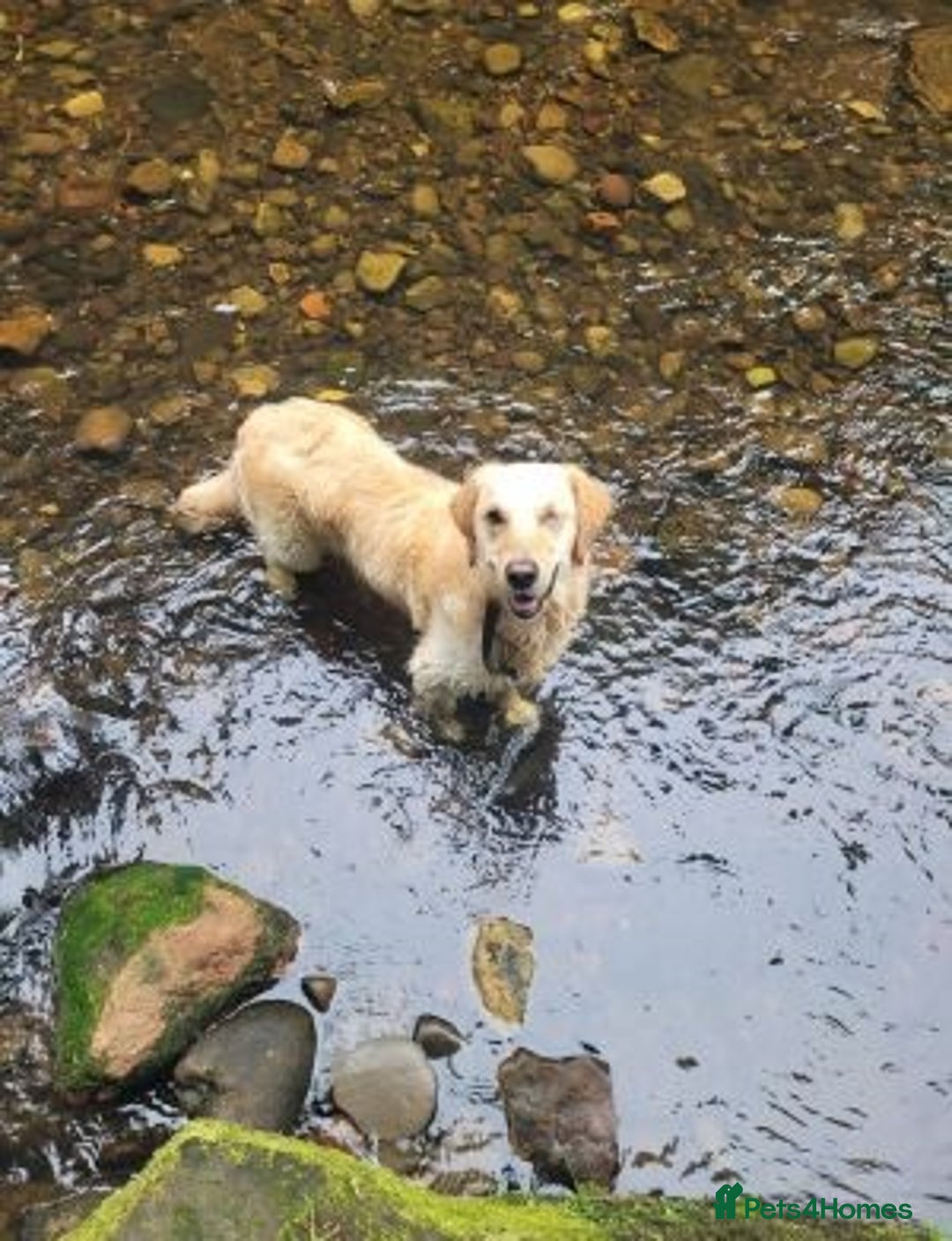 Golden Retriever dogs for sale: fantastic Golden retriever girl - Advert 1