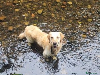 Golden Retriever dogs fantastic Golden retriever girl - Advert 13