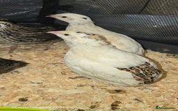 Quail poultry for sale: 🌟 Adult Quails for Sale! 🌟 - Image 15