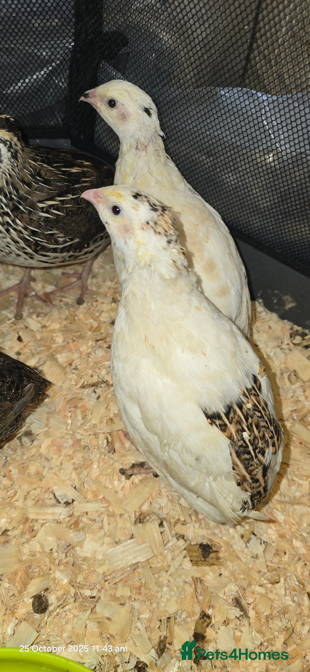 Quail poultry for sale: 🌟 Adult Quails for Sale! 🌟 - Image 15