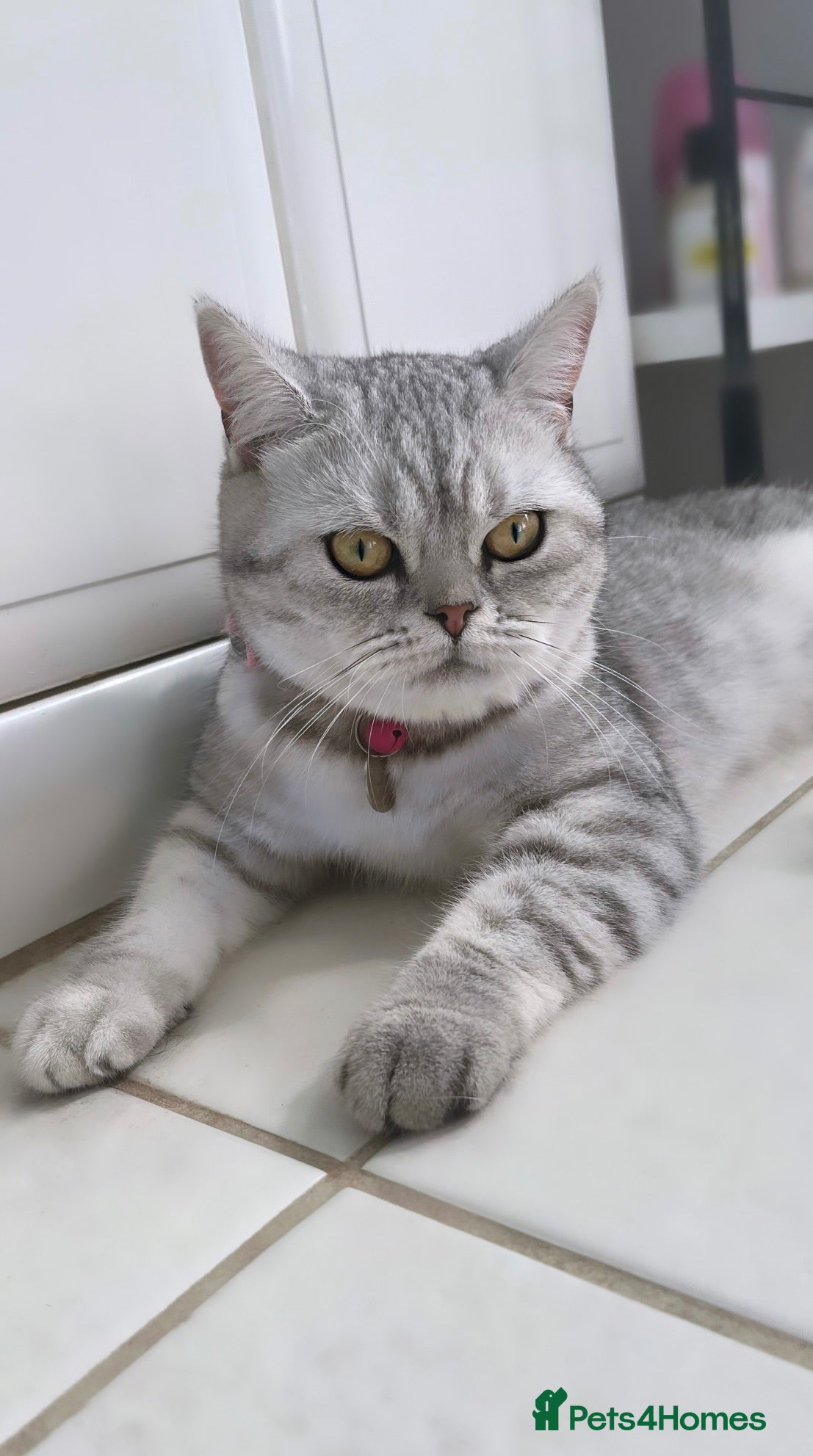 British Shorthair cats GCCF Blue Lynx British Shorthair  - Advert 3