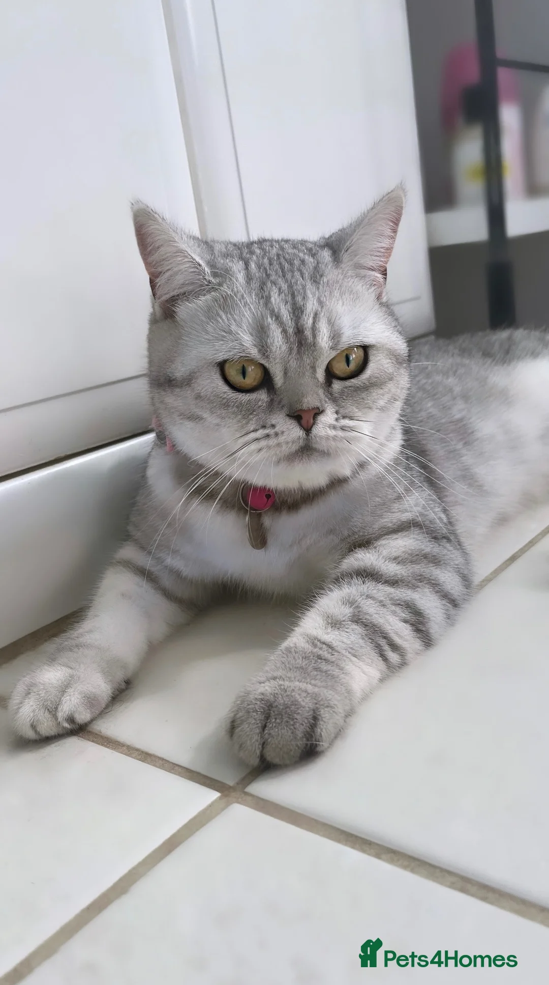 British Shorthair cats for sale: GCCF Blue Lynx British Shorthair  - Advert 1