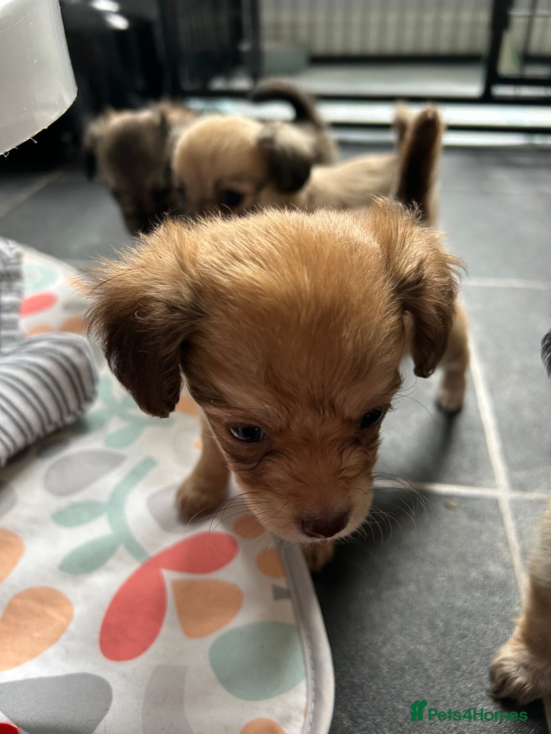 Chipoo dogs for sale: Chihuahua/poodle chipo girls - Image 15