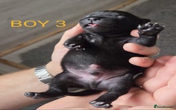 Staffordshire Bull Terrier dogs for sale: KC Registered Champions Bloodline Show Quality  - Image 11