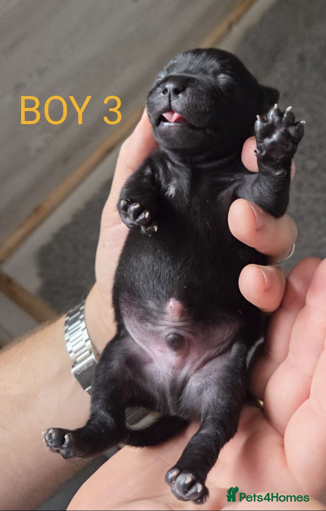 Staffordshire Bull Terrier dogs for sale: KC Registered Champions Bloodline Show Quality  - Image 11