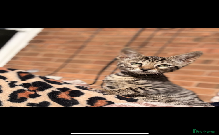 Bengal cats - Advert 6
