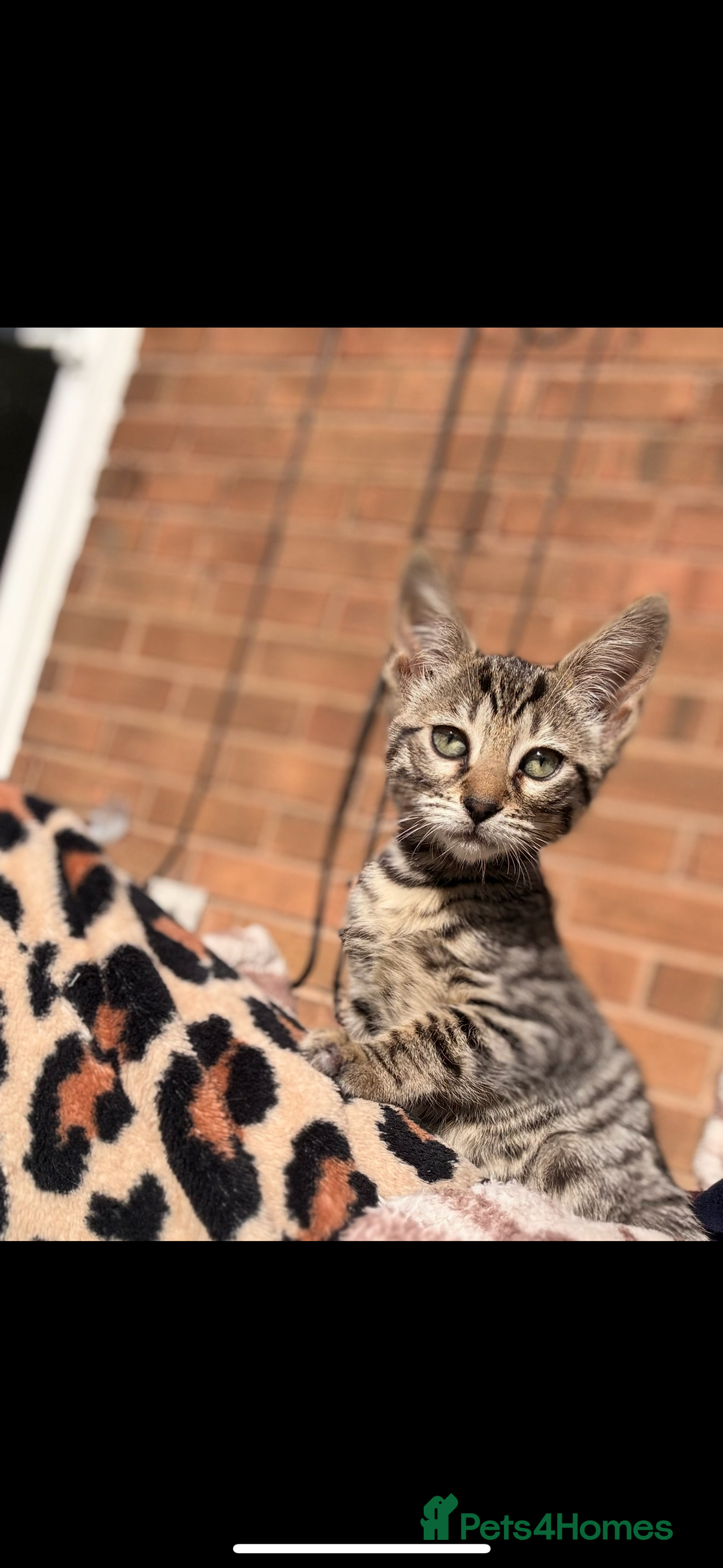 Bengal cats for sale: Savannah x snow bengal kittens 2M 1F Ready to go. - Image 2