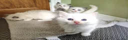 Ragdoll cats for sale: Beautiful kittens - Advert 4