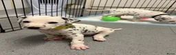 Dalmatian dogs for sale: Dalmatian puppies - Advert 6